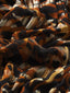 blouses-texture-fabric-image